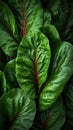 Green Leaves texture with water drops background. Beautiful bright fresh natural close-up of greens varieties of cabbage Royalty Free Stock Photo