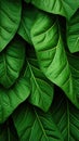 Green Leaves texture with water drops background. Beautiful bright fresh natural close-up of greens Royalty Free Stock Photo