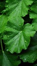 Green Leaves texture with water drops background. Beautiful bright fresh natural close-up of greens Royalty Free Stock Photo