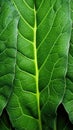 Green Leaves texture with water drops background. Beautiful bright fresh natural close-up of greens Royalty Free Stock Photo