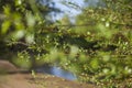 Green leaves and thin branches - spring in London, England, the UK.