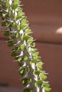 Alluaudia ascendens sharp stem Royalty Free Stock Photo