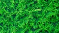 Green leaves of thuja background. Chinese thuja. Texture of green leaves of coniferous cedar thuja. Royalty Free Stock Photo