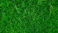 Green leaves of thuja background. Chinese thuja. Texture of green leaves of coniferous cedar thuja. Royalty Free Stock Photo