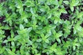 Green leaves of thymus. Twigs of fresh thyme growing in the garden. The herb thymus. Green plant in the garden Royalty Free Stock Photo