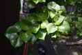 Green leaves of a tinned apricot tree on the street, apricot branch. Royalty Free Stock Photo