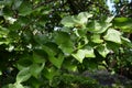 Green leaves of a tinned apricot tree on the street, apricot branch. Royalty Free Stock Photo