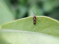 green leaves to sit Cosmet moths insect micro image in indian village home garden