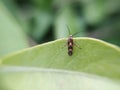 green leaves to sit Cosmet moths insect micro image in indian village home garden