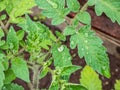 Green leaves of tomato plants growing in greenhouse after watering covered with water drops. Vegetable seedlings, germinating Royalty Free Stock Photo