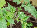 Green leaves of tomato plants growing in greenhouse after watering covered with water drops. Vegetable seedlings, germinating Royalty Free Stock Photo