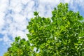 Green leaves of top Tulip tree Liriodendron tulipifera, called Tuliptree, American or Tulip Poplar on blue sky background. Natur