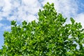 Green leaves of top Tulip tree Liriodendron tulipifera, called Tuliptree, American or Tulip Poplar on blue sky background. Natur