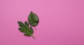 Green leaves top view on pink background. Close up nature leaf isolated with copy space. Top view and summer concept. Flat lay Royalty Free Stock Photo