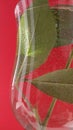 green leaves in a transparent dome surrounded by air bubbles on a red background