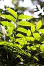 Green leaves of a tree