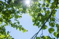 Green leaves of a tree on the background of a blue sky. Natural background. Sunlight passing through the green foliage of a tree.