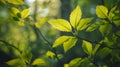 Green leaves on a tree branch Royalty Free Stock Photo