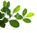 Green leaves and tree branch isolated Royalty Free Stock Photo