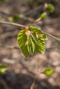 Green leaves on tree branch near Hinkelstein monument