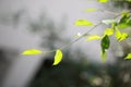 Green leaves tree branch Royalty Free Stock Photo