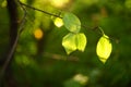 Green leaves on a tree branch, spider web and sunlight, soft selective focus