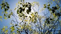 Green leaves on tree branches with sun back light and blue sky Royalty Free Stock Photo