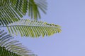 Green leaves of tree with clear blue sky background Royalty Free Stock Photo