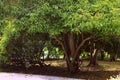 Green leaves tree in garden