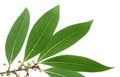 Green leaves of tree mandarin on isolated white Royalty Free Stock Photo