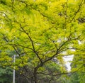 Green leaves on a tree in Hobart city Royalty Free Stock Photo