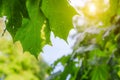 Green leaves on a tree after rain . The branch is green. Water drops on a leaf. Fresh after the rain. Background leaves Royalty Free Stock Photo