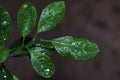 Green leaves of a tree with raindrops.