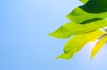 Green leaves of tree with sunshine on blue sky background.