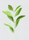 a green leaves of tree on a white background, green leaf, plant, green tree branch png file Royalty Free Stock Photo