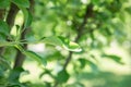 Green leaves on a tree