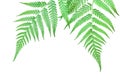 Green Leaves of Tropical Fern Isolated on White Background with Clipping Path Royalty Free Stock Photo