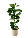 Green leaves tropical houseplant fiddle-leaf fig tree Ficus lyrata in small ceramic pot, ornamental tree isolated on white