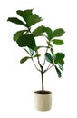 Green leaves tropical houseplant fiddle-leaf fig tree Ficus lyrata in small ceramic pot, ornamental tree isolated on white Royalty Free Stock Photo