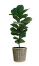 Green leaves tropical houseplant fiddle-leaf fig tree Ficus lyrata in small ceramic pot, ornamental tree isolated on white