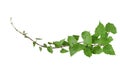 Green leaves tropical invasive vine plant Mikania micrantha known as bitter vine or mile-a-minute vine weed plant isolated on