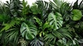 Green leaves, Tropical leaves foliage plant bush floral arrangement nature backdrop isolated on white background. Nature of green Royalty Free Stock Photo