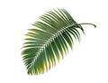 Green leaves tropical palm plant isolated on white background, clipping path Royalty Free Stock Photo