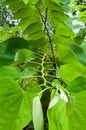 A green leaves of tropical plant Orchid Tree Bauhinia purpurea