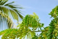 Green leaves of tropical plant with palm branch background Royalty Free Stock Photo