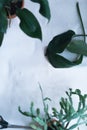 Green leaves of a tropical plant on a white background.