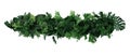 Green leaves of tropical plants bush ferns, climbing bird`s nest fern, philodendrons, Monstera floral arrangement indoors