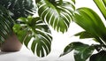 Green leaves of tropical plants, bushes, indoor flower arrangement, home garden, white background,