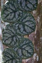 Green leaves of a tropical silver vine plant on the tree in the rainforest Royalty Free Stock Photo