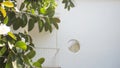 Green leaves of a tropical tree and the facade of a white building with a round window